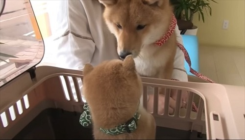 初めてのワクチンにドキドキする子犬