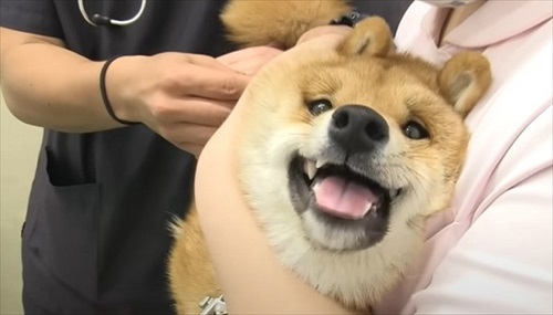 初めてのワクチンにドキドキする子犬