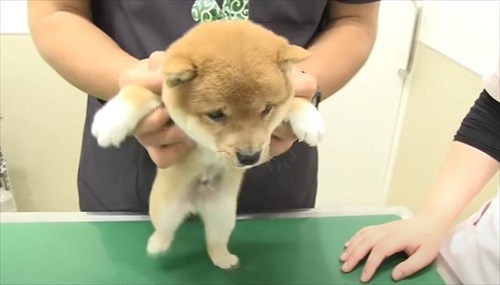 初めてのワクチンにドキドキする子犬