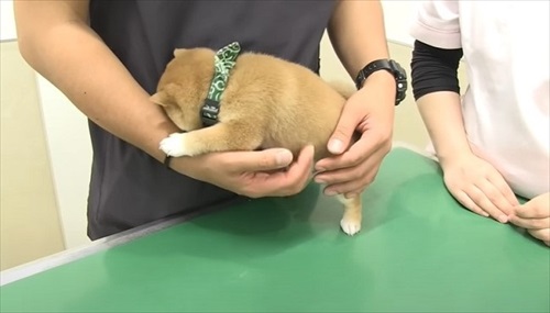 初めてのワクチンにドキドキする子犬