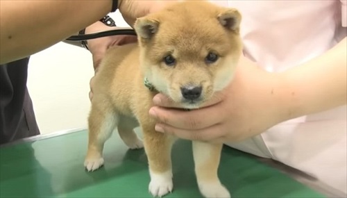 初めてのワクチンにドキドキする子犬
