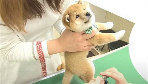 初めてのワクチンにドキドキする子犬