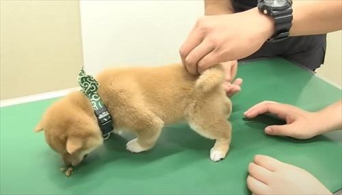 初めてのワクチンにドキドキする子犬