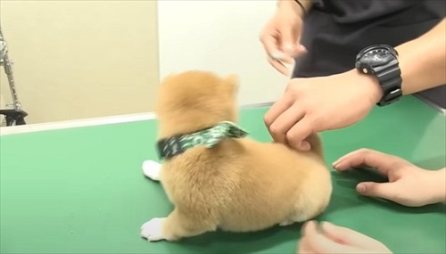 初めてのワクチンにドキドキする子犬