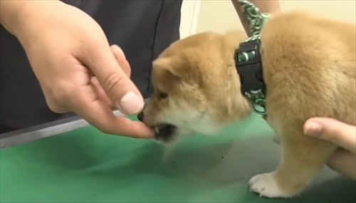 初めてのワクチンにドキドキする子犬
