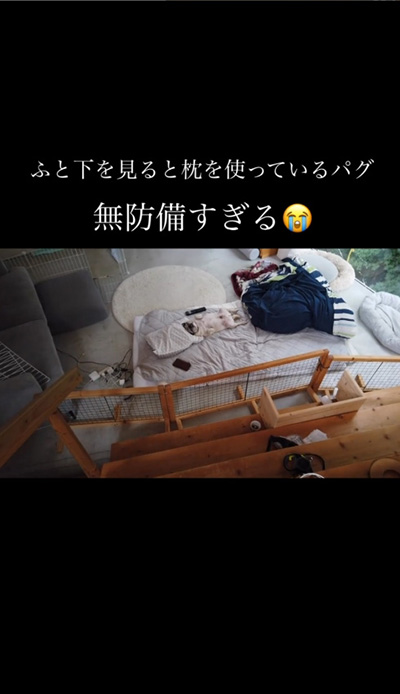 動画冒頭のパグ