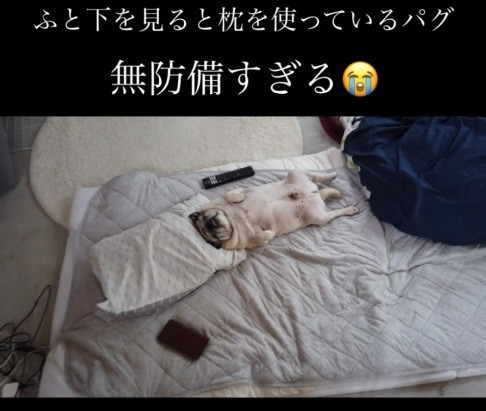 接近したパグ