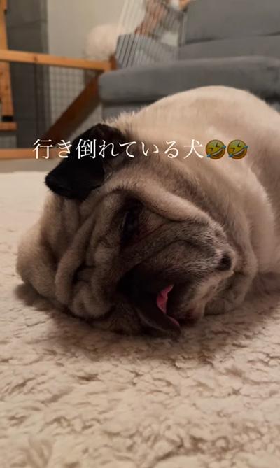 行き倒れお顔アップ
