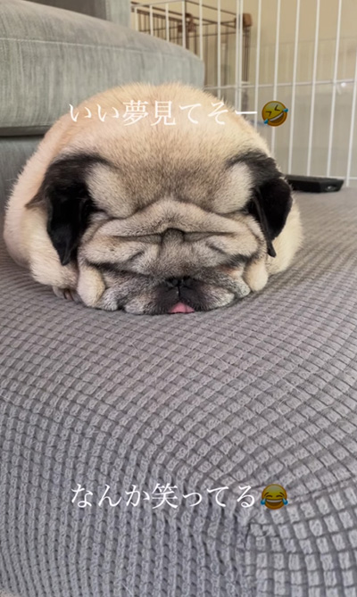 いい夢見てそう
