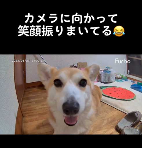 キラキラ笑顔のコーギー