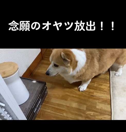 おやつ待ちのコーギー