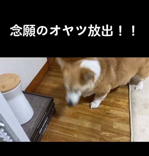 キャッチするコーギー