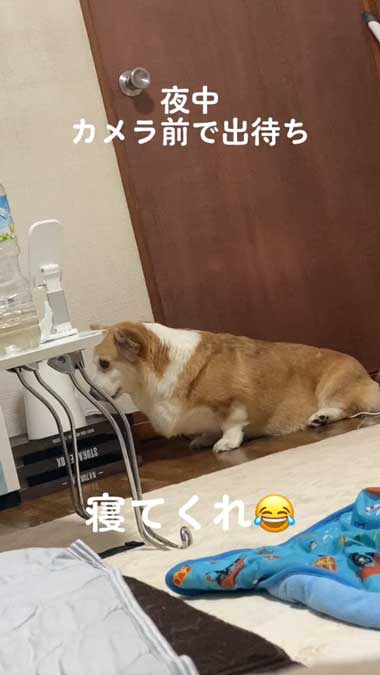 ペットカメラを見るコーギー