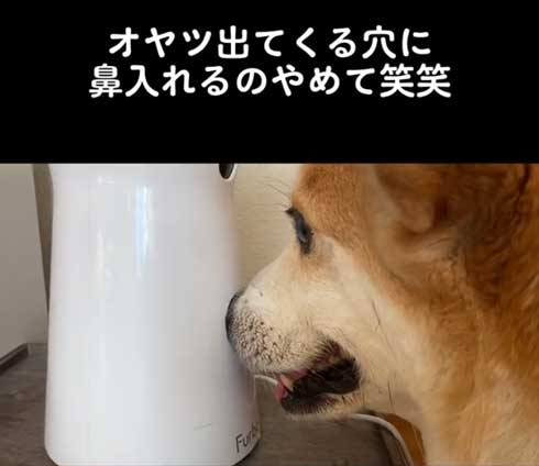 近づくコーギー