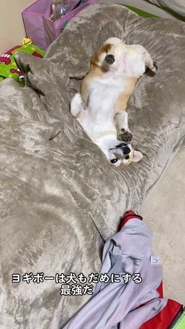 ヨギボーとコーギー