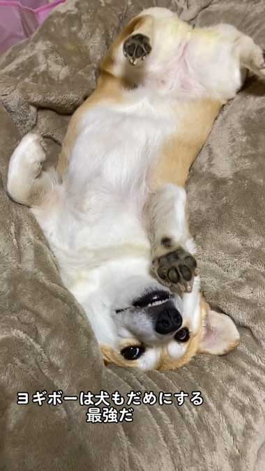 だめになったコーギー