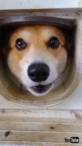 猫用ドアから顔を出す犬