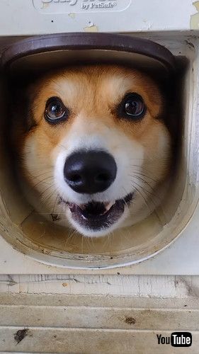 猫用ドアから顔を出す犬