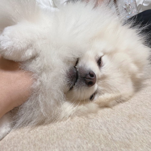 まったりちくわくん