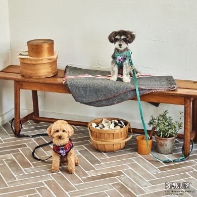 リード付きハーネスS/M