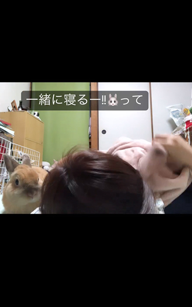 一緒に寝たいうさぎ