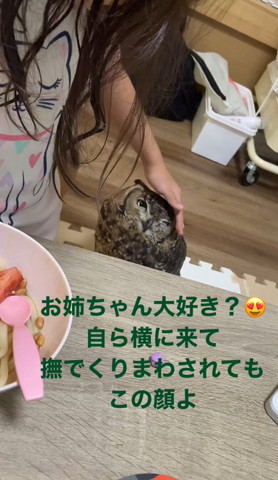 なでられそうなミミズク正面