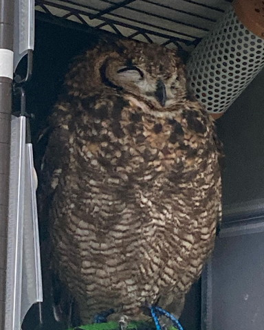 寝てるフクロウ