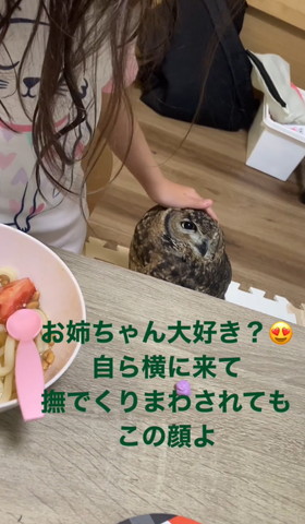 なでられるミミズク