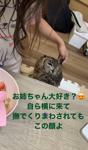 画面右の羽角をさわられるミミズク