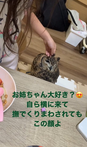 画面左側羽角をさわられるミミズク