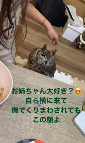 羽角が立ってるミミズク
