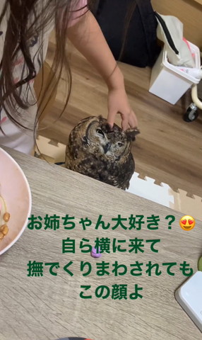 羽角を畳まれるミミズク
