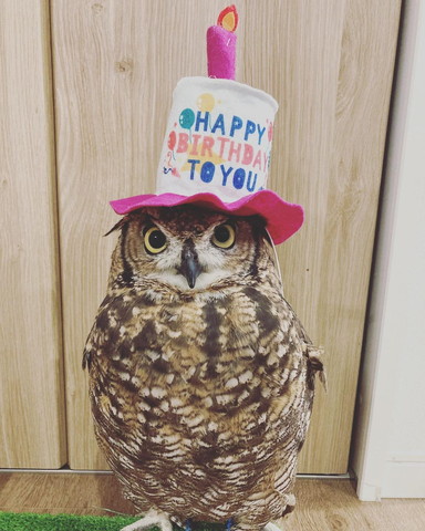 帽子かぶってるフクロウ