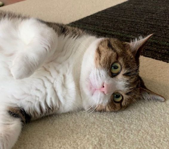 床にぽてんするうなぎちゃん