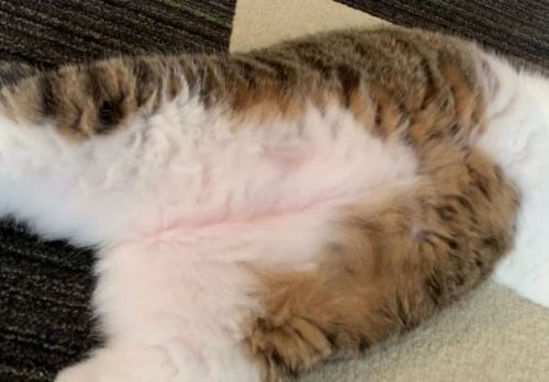 ぱっくり毛並み