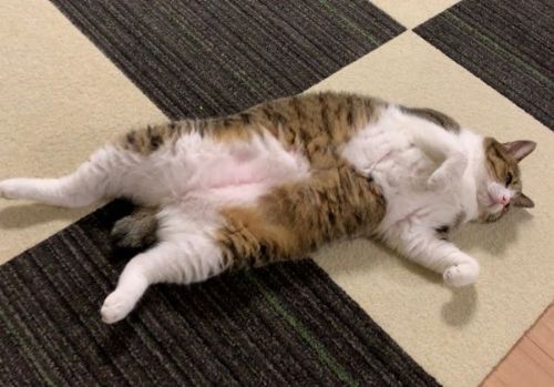 出現したチャック