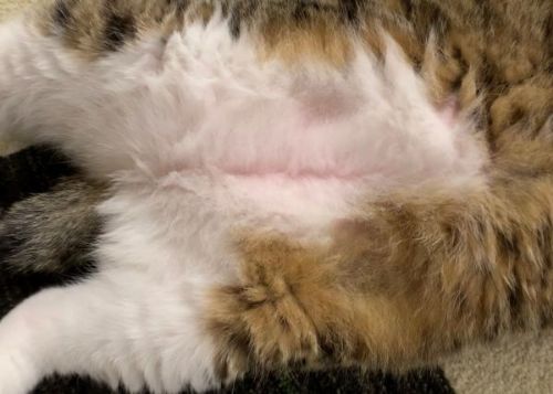 ぬいぐるみみたいな猫