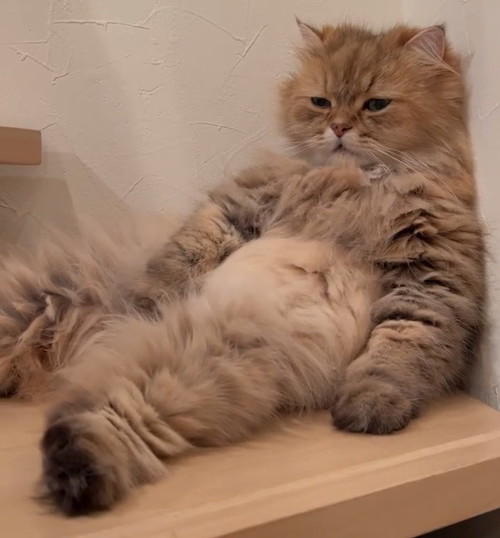 人間のようなけだまくん