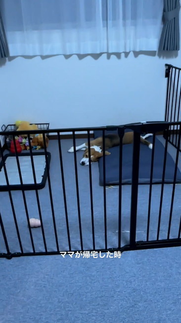 ママ帰宅