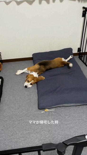 ママ帰宅、寝てる犬