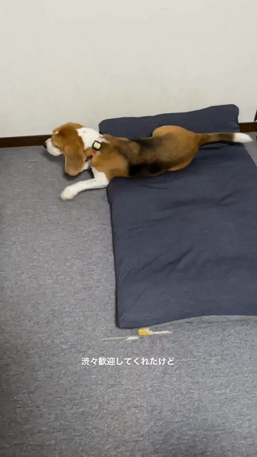 しぶしぶ立ち上がり