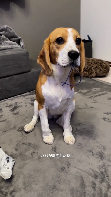 音に集中する犬