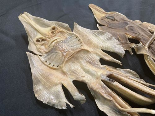「ガンギエイ」の乾燥標本