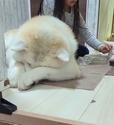 ねむすぎる秋田犬と娘ちゃん