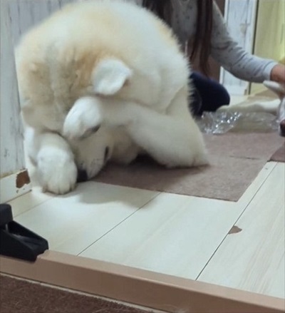 前足でこする秋田犬