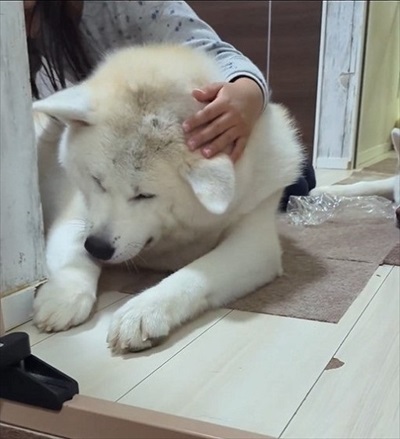 なでなでされる秋田犬