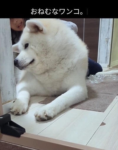 秋田犬と娘ちゃん