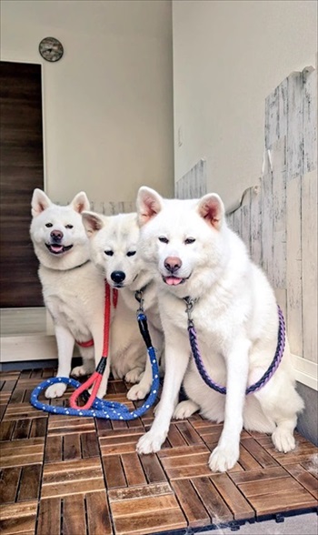 ねむすぎる秋田犬と娘ちゃん