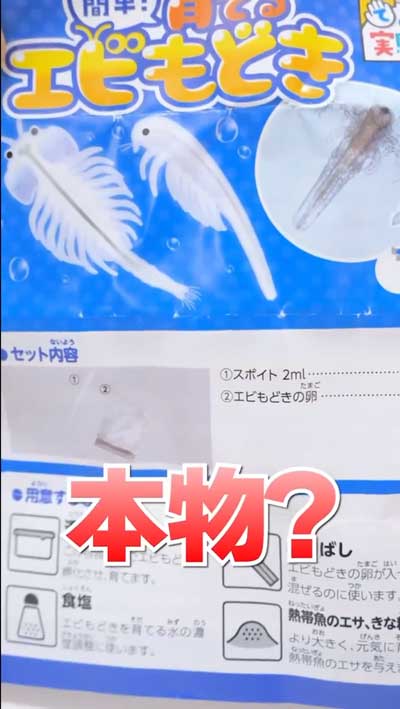 カプセルトイで出たエビもどきを育ててみた