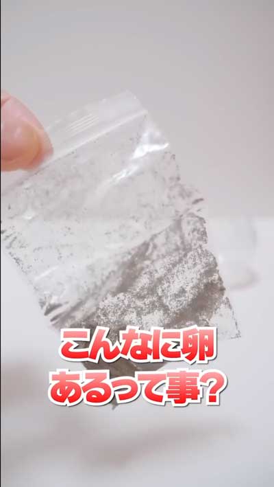 カプセルトイで出たエビもどきを育ててみた